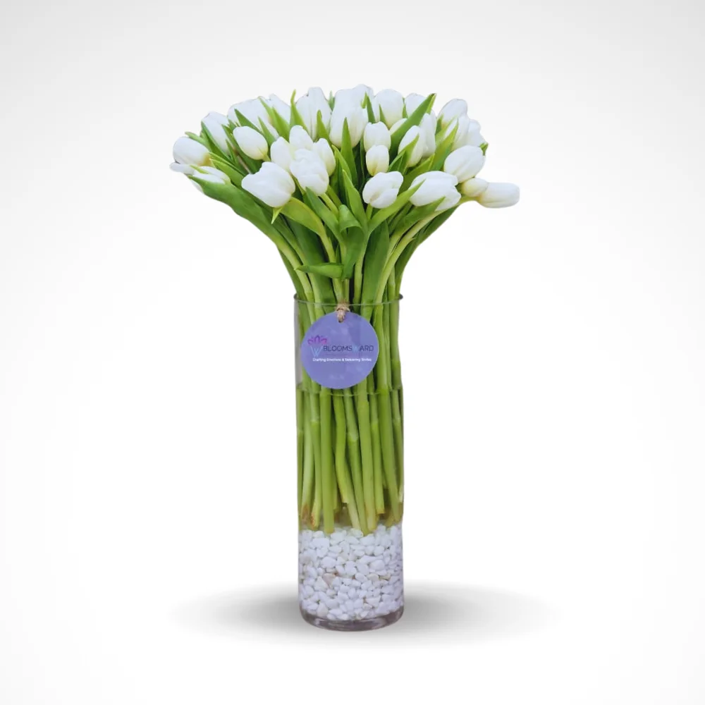 The Blushing White - 50 Tulips