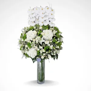 Evergrande - Phalaenopsis Beauty