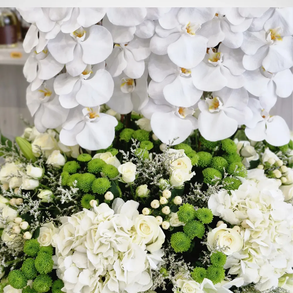 Evergrande - Phalaenopsis Beauty