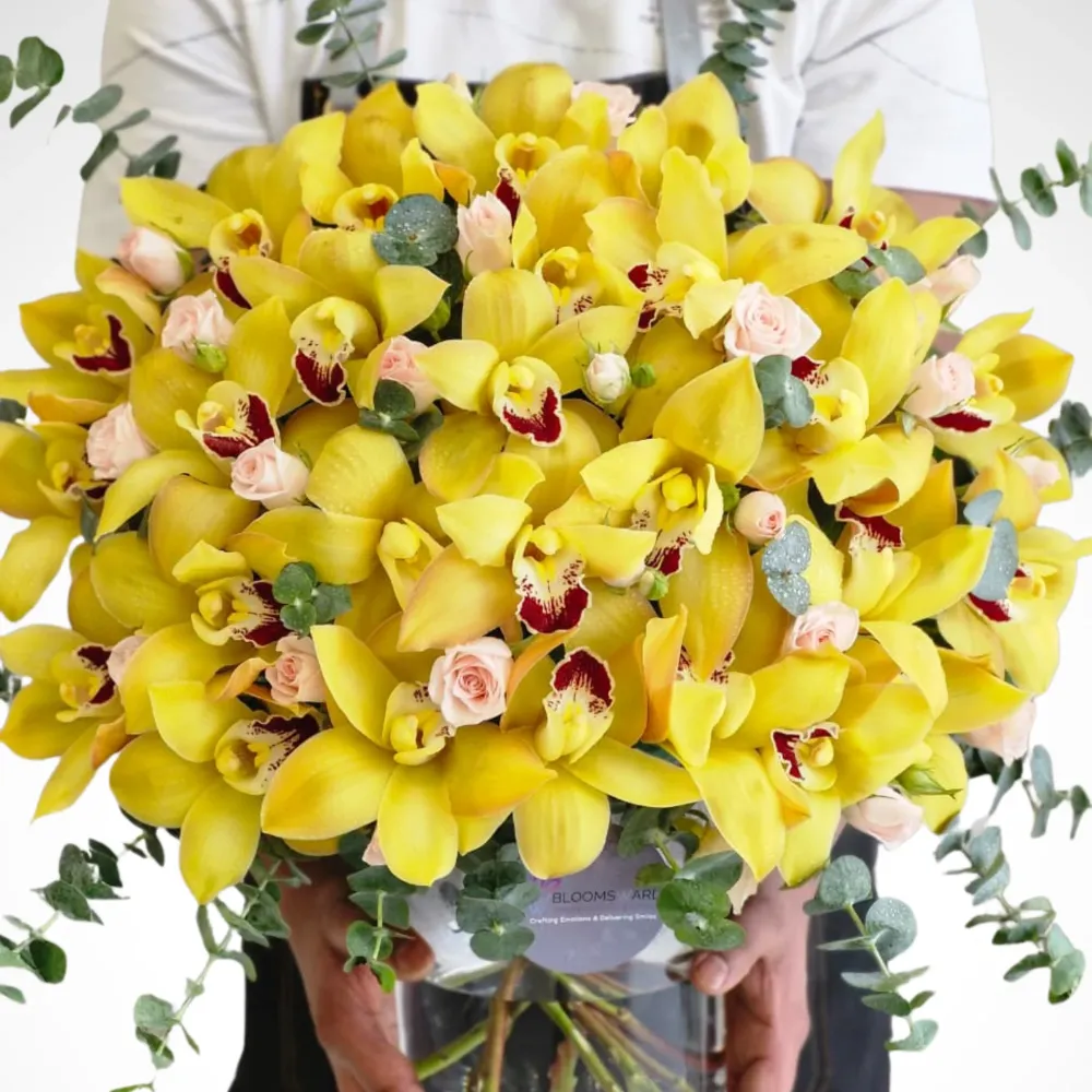 Yellow Cymbidium Flare