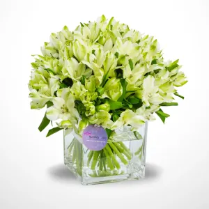 The timeless beauty of alstroemeria