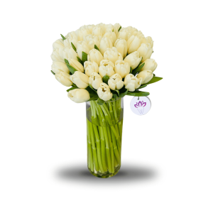 The Blushing White - 50 Tulips