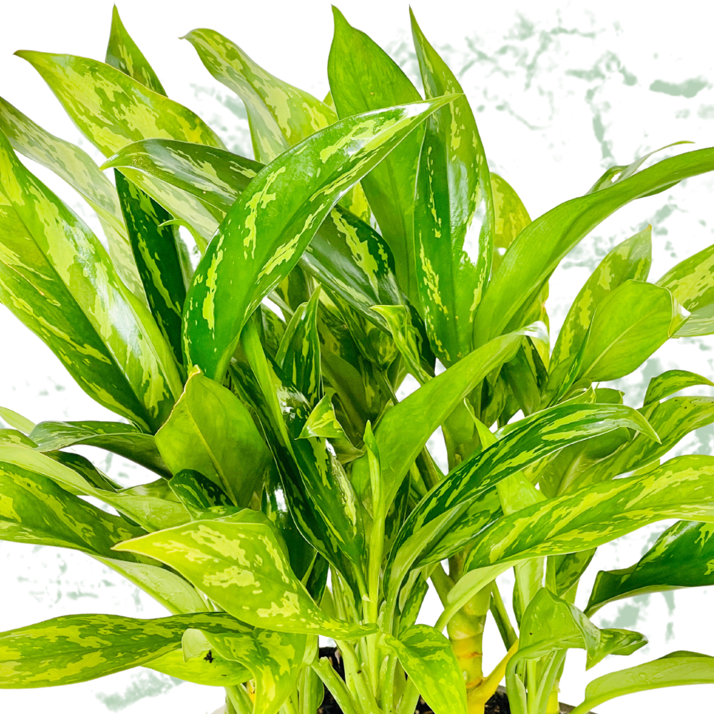 Peace Lily Plant - Fresh Natural Plant