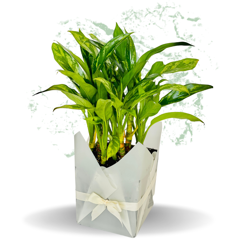 Peace Lily Plant - Fresh Natural Plant