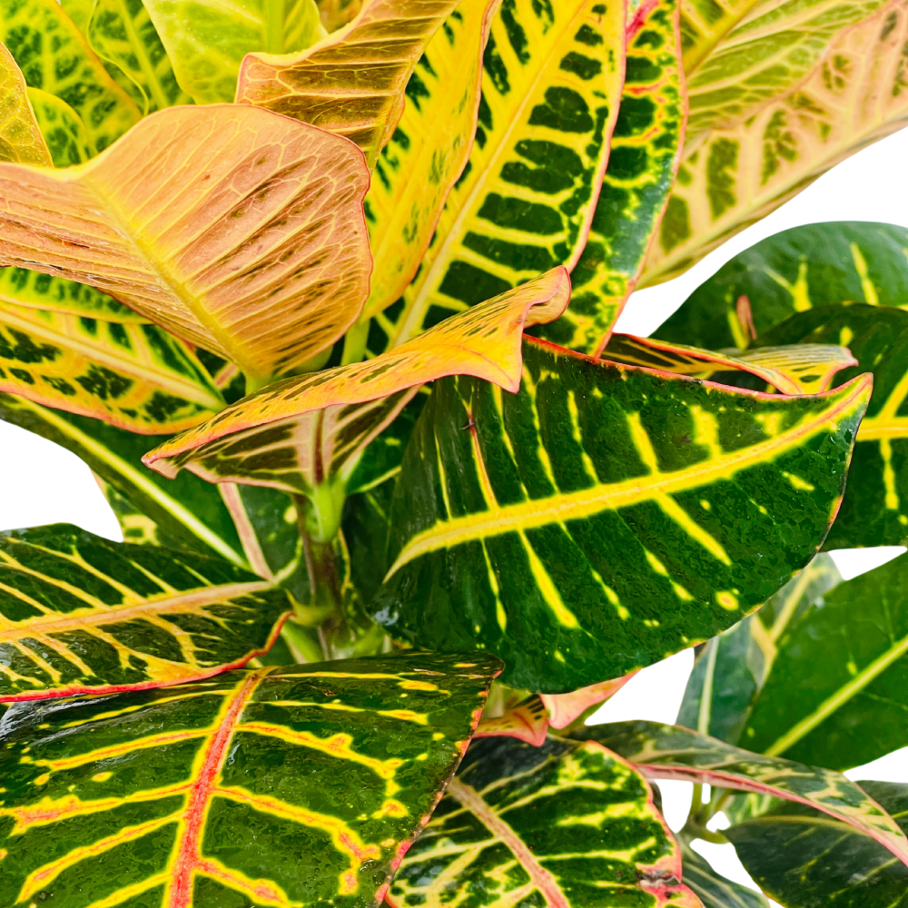Croton Petra